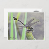 Golden Flangetail ポストカード (正面/裏面)