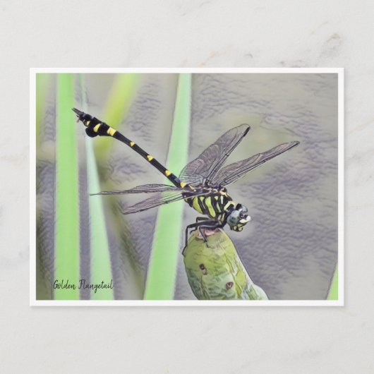 Golden Flangetail ポストカード (正面)