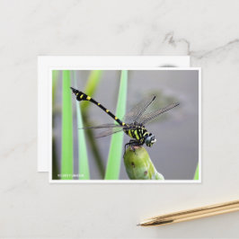 Golden Flangetail ポストカード