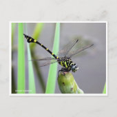 Golden Flangetail ポストカード (正面)