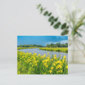 Golden Irises inspiring the symbol Fleur de Lis.  ポストカード (スタンド正面)