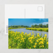 Golden Irises inspiring the symbol Fleur de Lis.  ポストカード (正面/裏面)