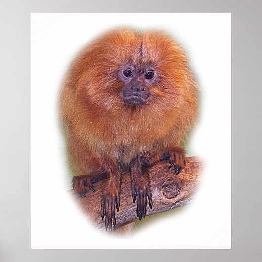 Golden Lion Tamarin, Golden Marmoset Monkey Brazil ポスター (正面)