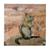 Golden Mantled Ground Squirrel タイル (正面)