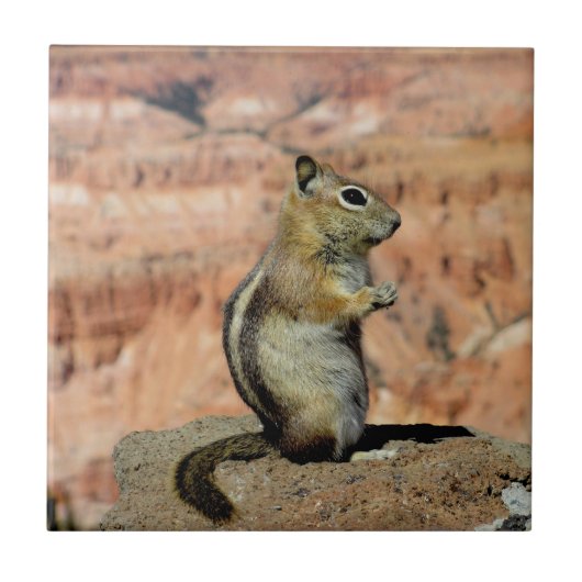 Golden Mantled Ground Squirrel タイル (正面)