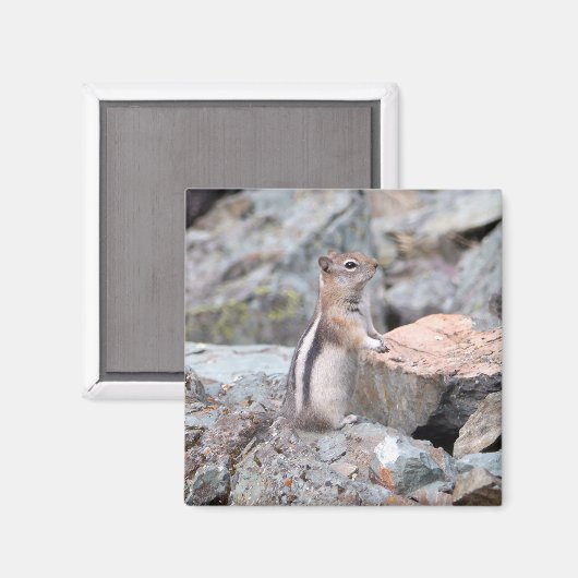 Golden-Mantled Ground Squirrel at Glacier II マグネット (正面/裏面)