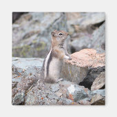 Golden-Mantled Ground Squirrel at Glacier II マグネット (正面)