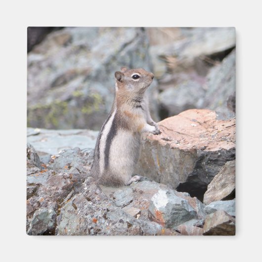 Golden-Mantled Ground Squirrel at Glacier II マグネット (正面)
