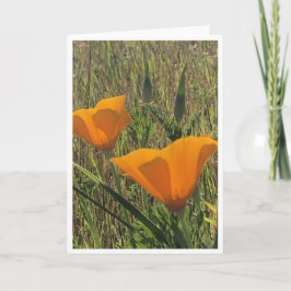 Golden Poppies - 2 カード