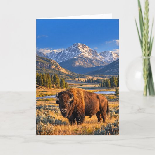 Golden Prairie Wildlife American Bison Blank カード (正面)