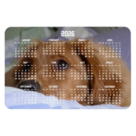 Golden Retriever Calendar 2026 Large Photo Magnet マグネット (横)