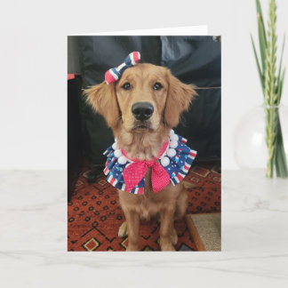 Golden Retriever patriotic, 4th of July greetings サンキューカード