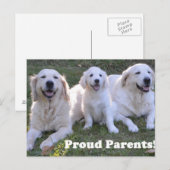 Golden Retriever Puppy with Proud Parents ポストカード (正面/裏面)