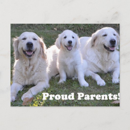 Golden Retriever Puppy with Proud Parents ポストカード (正面)