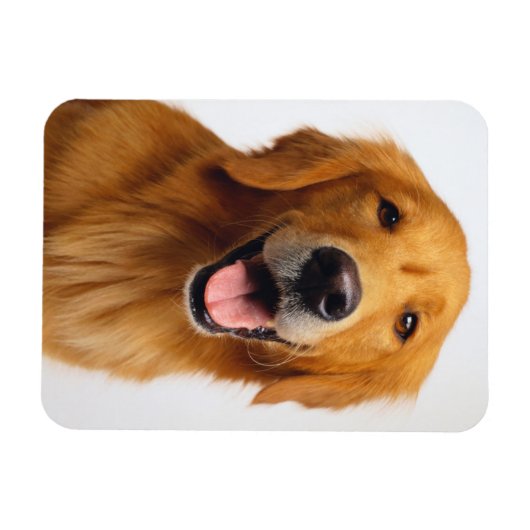 Golden Retriever Smile マグネット (横)
