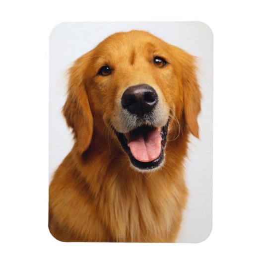 Golden Retriever Smile マグネット (縦)