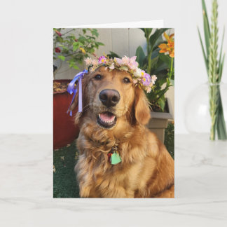 Golden Retriever spring or everyday card カード