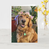Golden Retriever spring or everyday card カード (黄色い花)