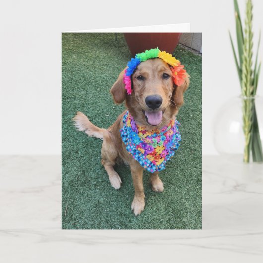Golden Retriever summer greeting card サンキューカード (正面)