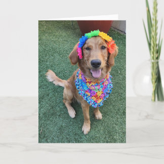 Golden Retriever summer greeting card  サンキューカード