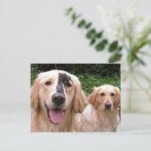 Golden Retrievers Peter Fox and Mom Postcard ポストカード (スタンド正面)