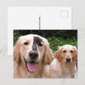 Golden Retrievers Peter Fox and Mom Postcard ポストカード (正面/裏面)