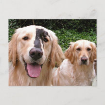 Golden Retrievers Peter Fox and Mom Postcard