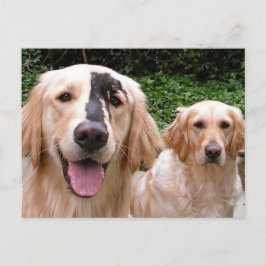 Golden Retrievers Peter Fox and Mom Postcard ポストカード