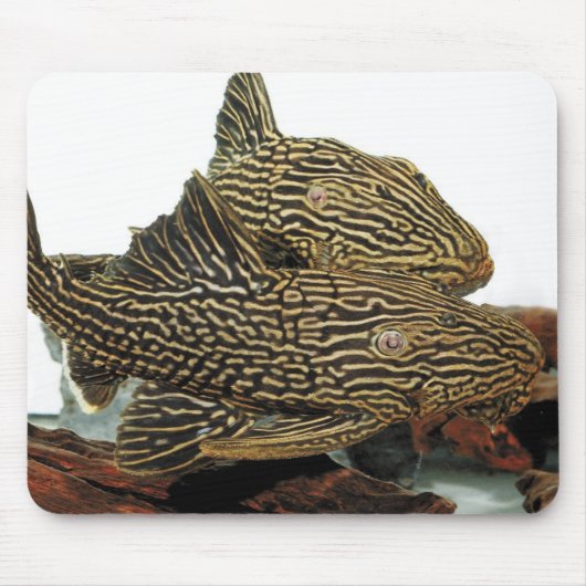 Golden Royal Plecoのマウスパッド マウスパッド (正面)