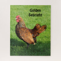 Golden Sebright Hen  - Bantam Pet Chicken