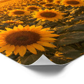 Golden Sunset Sunflower Field Poster ポスター (角)