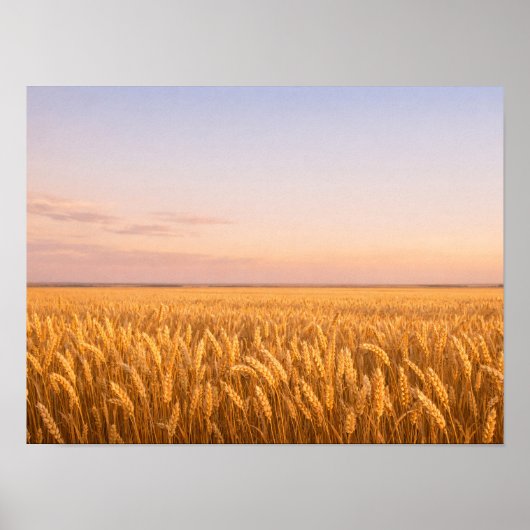 Golden Wheat Field at Pastel Sunset Landscape ポスター (正面)