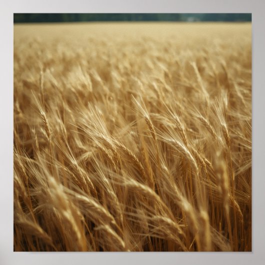 Golden Wheat Fields ポスター (正面)