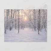 Golden_winter_light ポストカード (正面)