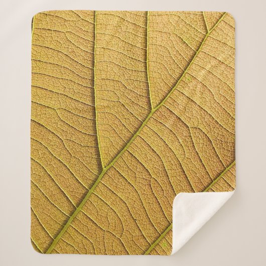 Golden yellow leaf pattern in the morning.  シェルパブランケット (正面)