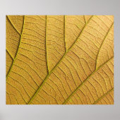 Golden yellow leaf pattern in the morning.  ポスター (正面)