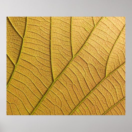 Golden yellow leaf pattern in the morning.  ポスター (正面)