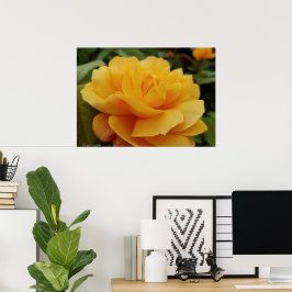 Golden Yellow Rose Blossom Flower Photo ポスター