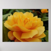 Golden Yellow Rose Blossom Flower Photo ポスター (正面)