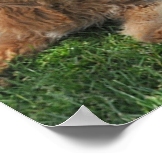 Goldendoodleとlabradodleの友人 ポスター (角)