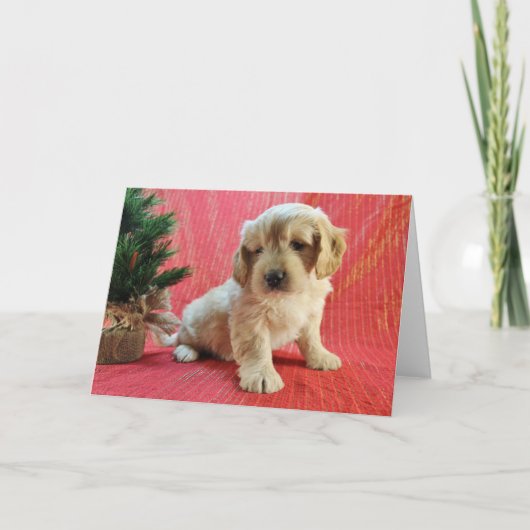 Goldendoodleの休日カード シーズンカード (正面)