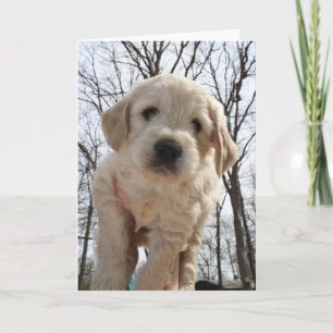Goldendoodleの子犬の挨拶状 カード