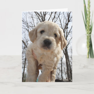 Goldendoodleの子犬の挨拶状 カード