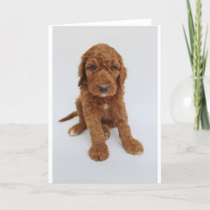 Goldendoodleの子犬の挨拶状 カード