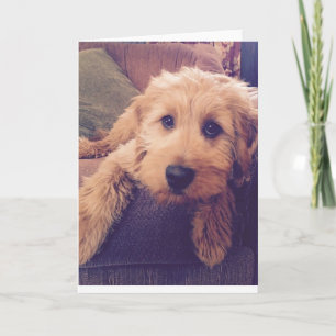Goldendoodleの子犬の挨拶状 カード