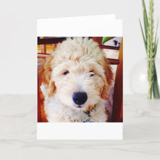 Goldendoodleの子犬 カード