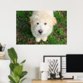 Goldendoodle子犬カメラを見て ポスター (ホームオフィス)