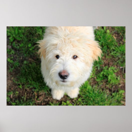 Goldendoodle子犬カメラを見て ポスター (正面)