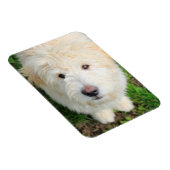 Goldendoodle子犬カメラを見て マグネット (右側)
