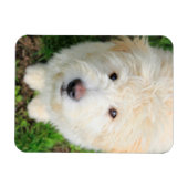 Goldendoodle子犬カメラを見て マグネット (横)